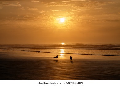 Seagull Silouette At Sunrise