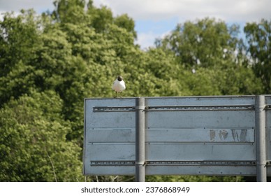 A seagull sits on a road sign. A bird with a black head and white plumage sits on a metal road sign. Behind it you can see trees with green leaves and a blue sky.