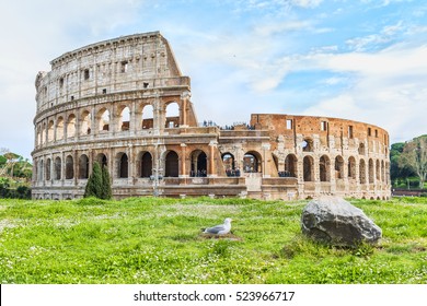 Seagull Sitting In The Grass On The Background Of The Great Roman Colosseum ( Coliseum, Colosseo ),also Known As The Flavian Amphitheatre. Famous World Landmark. Scenic Landscape. Rome. Italy. Europe