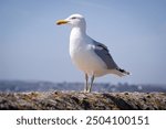 Seagull sitting on Beach wall