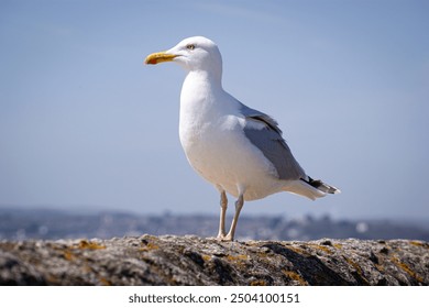 Seagull sitting on Beach wall - Powered by Shutterstock