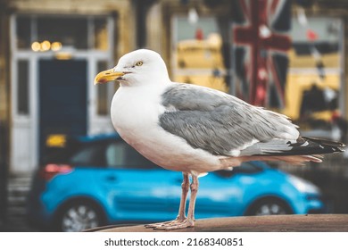 Seagull Sitting On A Car Bonnet