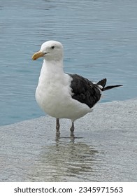 Seagull sitting on ledge of pool