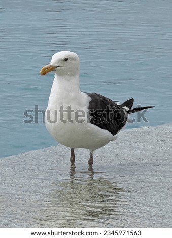 Seagull sitting on ledge of pool