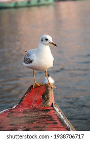 Seagull sitting on a nose of a boat