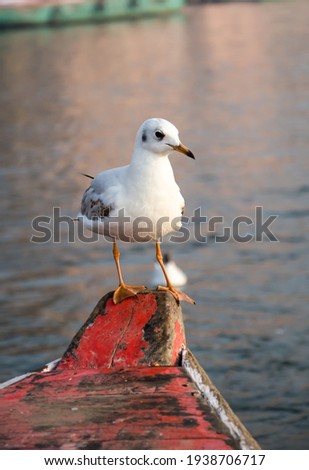Seagull sitting on a nose of a boat