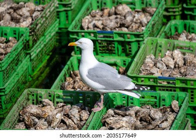 Seagull sitting on olastic boxes full of fresh creuse oysters on oysters farm in Yerseke, Zeeland, Netherlands