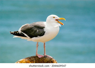 A seagull sitting on a pier piling by the ocean.