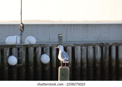 Seagull sitting on a pole in a small harbor with a wooden fence in the back - Powered by Shutterstock