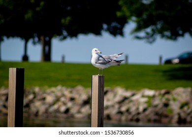 Seagull Sitting On A Post At Lake Erie East 55th Marina In Cleveland, Ohio