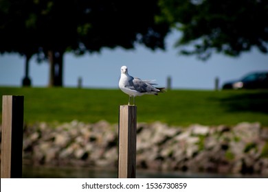 Seagull Sitting On A Post At Lake Erie East 55th Marina In Cleveland, Ohio.