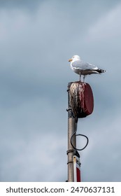 Seagull sitting on a post, looking left