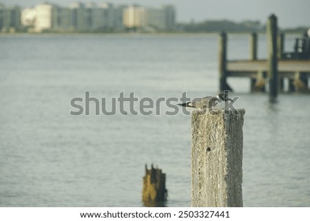 Seagull sitting on a post looking right with a pier and baywater in the background. Blue sky with white clouds and calm water at St Pete Beach Florida. Condo buildings in the background at the back