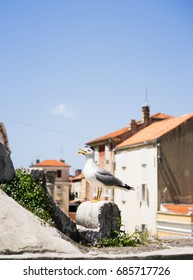 Seagull sitting on roof with cityscape on background. 