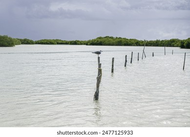 seagull sitting on a stick marking designation of the road for the navigable part of the bay of chuburna mangrove - Powered by Shutterstock