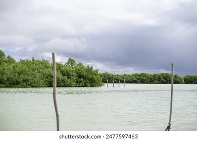 seagull sitting on a stick marking designation of the road for the navigable part of the bay of chuburna mangrove - Powered by Shutterstock