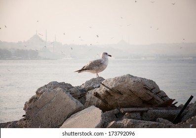 Seagull Sitting On A Stone In Istanbul