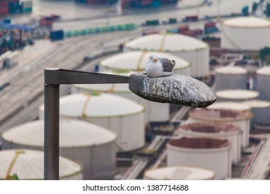 A Seagull Sitting On A Streetlight Closeup On The Background Of Tanks