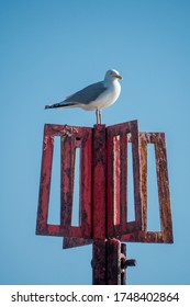 Seagull Sitting On Top Of A Tide Marker.