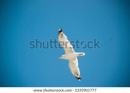 Similar – Image, Stock Photo Bye bye, summer Seagull