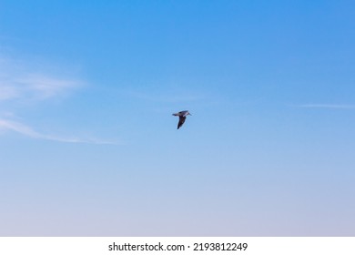 Seagull At Sky . One Bird Flying