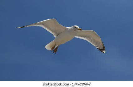 A seagull in the sky over a beach in the city of Yevpatoriya (Crimea, Crimean peninsula).