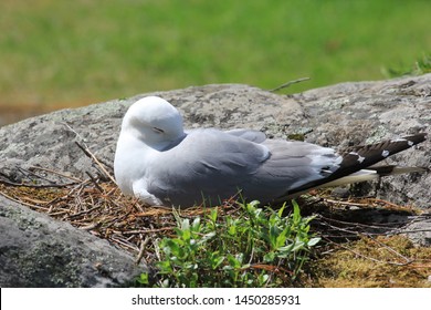 8,305 Seagull nest Images, Stock Photos & Vectors | Shutterstock