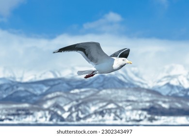 Seagull Soaring Freely in the Sky