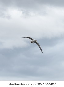 A Seagull Soaring Over Mjøsa