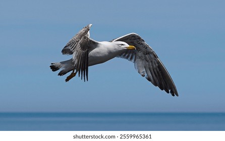 Seagull soaring over the ocean under a clear blue sky, showcasing freedom and nature's beauty. - Powered by Shutterstock