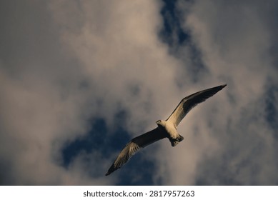 Seagull Soaring Through Dramatic Clouds in Blue Sky