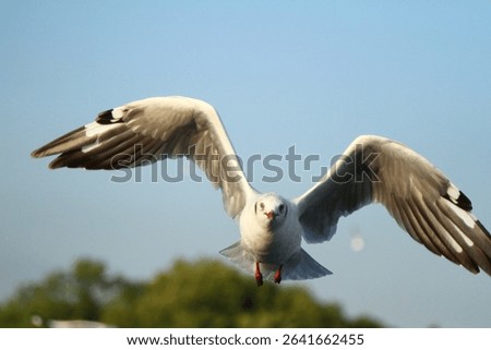 A seagull soars directly toward the camera with wings fully spread against a clear blue sky. The background shows a soft tree line, emphasizing the bird’s powerful and graceful flight.