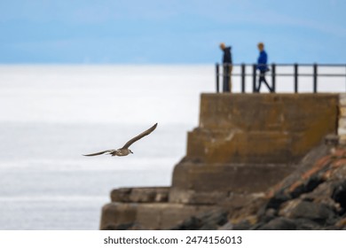 Seagull soars in the foreground sky. Blurred background includes couple looking from the end of a harbor wall to their dreams on the sea and a distant island shoreline. Text space available on left. - Powered by Shutterstock