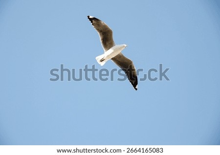 A seagull soars gracefully through the clear blue sky over Hout Bay Harbour, likely searching for food or enjoying the coastal breeze.