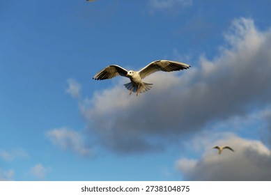 Seagull soars in the sky as clouds drift by during clear daylight hours.