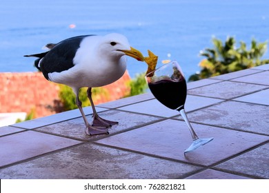 A seagull spills a glass of wine while stealing food on a ledge in Avalon on Santa Catalina Island in the Pacific Ocean off the coast of Los Angeles, California