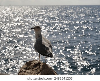 Seagull spreading its wings on rocky shore with boats on the blue sea and a distant mountainous coastline under a sunny sky. - Powered by Shutterstock