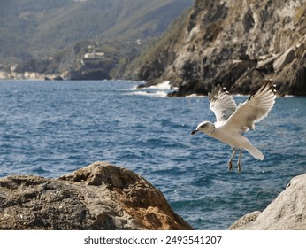 Seagull spreading its wings on rocky shore with boats on the blue sea and a distant mountainous coastline under a sunny sky. - Powered by Shutterstock