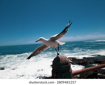 Seagull spreading its wings while perched on a coastal railing overlooking the ocean on a sunny day in South Africa