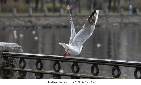 Seagull spreading its wings while taking off from a metal railing near the waterfront in Vyborg, Russia. Urban wildlife scene with calm water, soft background blur, and natural motion captured in flight