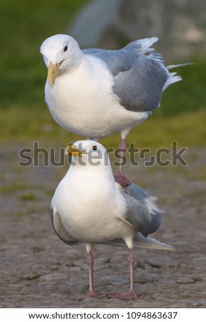 Image, Stock Photo A sea rat rarely comes alone