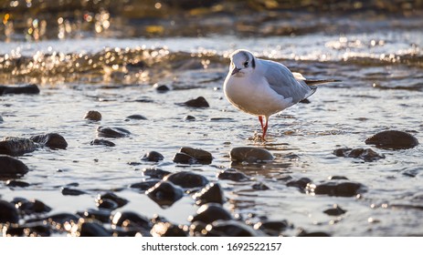 Seagull Is Standing In Lake Geneva In Switzerland At Sunrise. One  Bird In Nature With Blue Background And Sunshine.