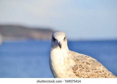 Seagull standing and looking directly to the camera in the background of blue sea
