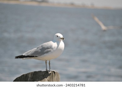 Seagull Standing on a Dock Post	 - Powered by Shutterstock