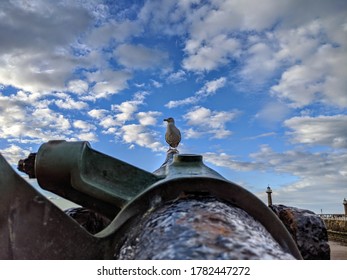 Seagull Standing On The Edge Of A Old British War Ships Cannon On The Coast.