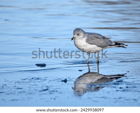 seagull standing on ice floe in prospect park lake (brooklyn new york public park) reflection of bird in winter (looking lonely)
