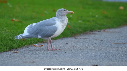 Seagull standing on a paved path next to a green grass lawn in a public park under soft natural daylight