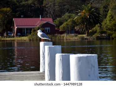 Seagull Is Standing On A Pile At Sussex Inlet (Australia) In Winter.