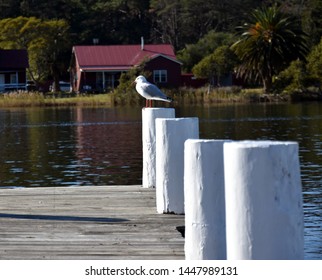 Seagull Is Standing On A Pile At Sussex Inlet (Australia) In Winter.