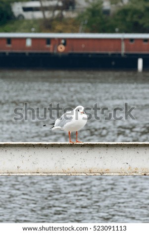 Seagull standing on a railing near the river